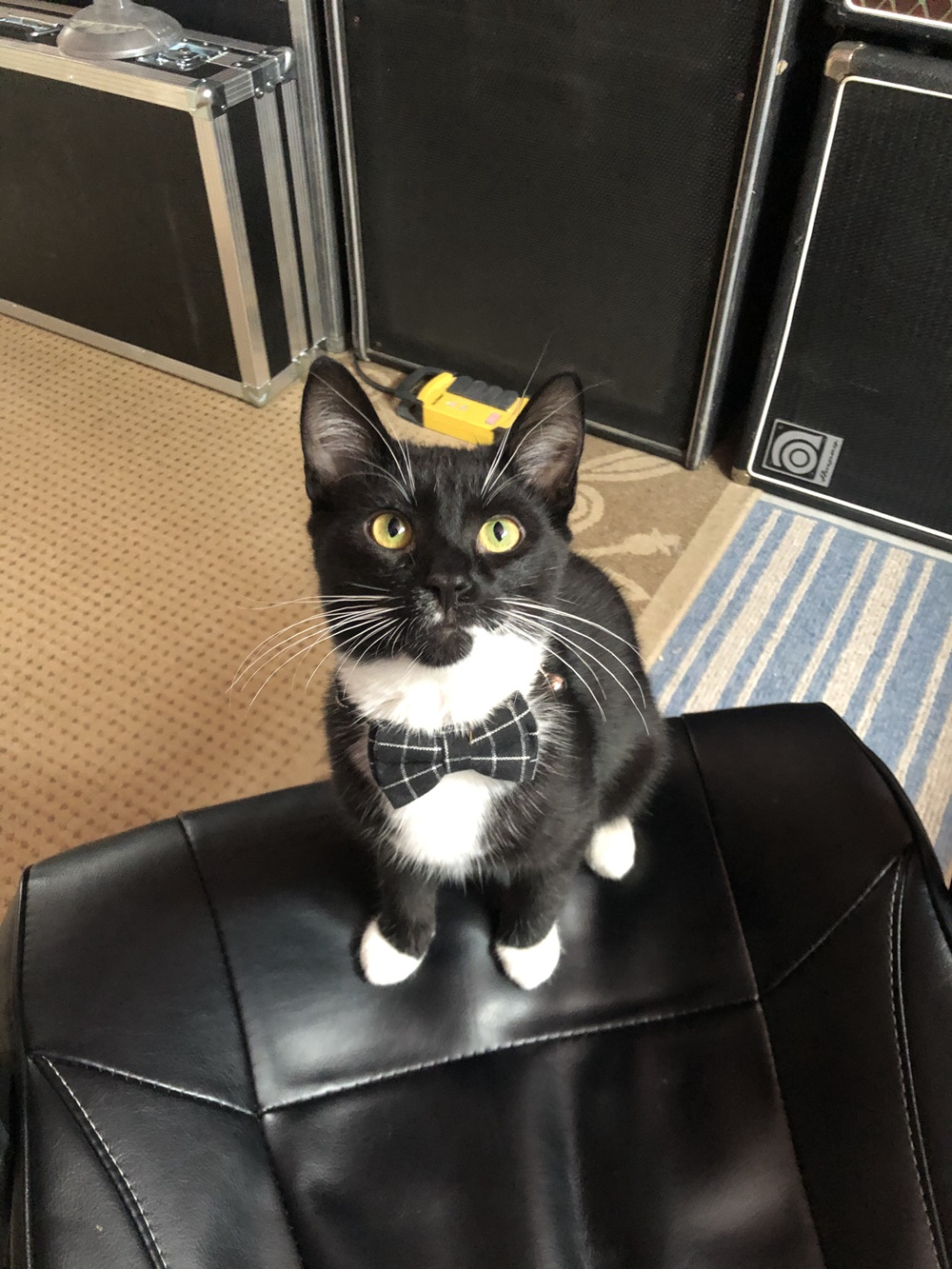 Backstage With... cleopatrick - GIG GOER