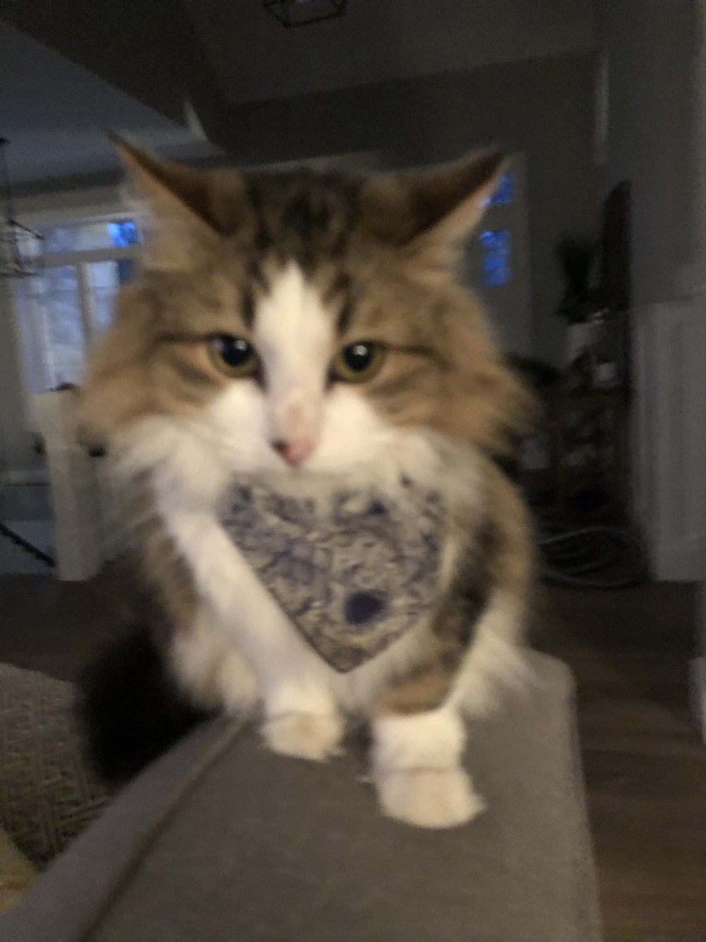 Backstage With... cleopatrick - GIG GOER